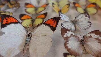 hermosa colección de mariposas video