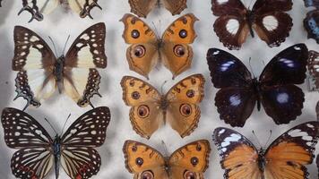 Beautiful Butterfly Collection video