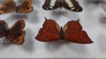 Beautiful Butterfly Collection video