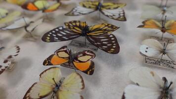 bellissima collezione di farfalle video