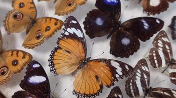 Beautiful Butterfly Collection video