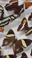 Beautiful Butterfly Collection video