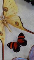 verticaal vlinder verzameling video