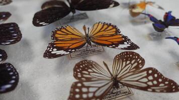 hermosa colección de mariposas video