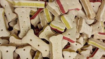 chien des biscuits Contexte video