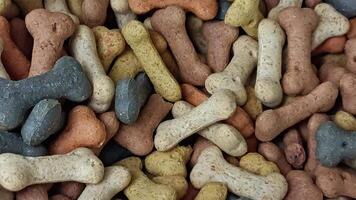 chien des biscuits Contexte video