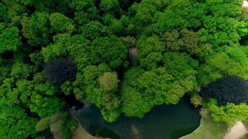 verde cidade parque aéreo Visão video