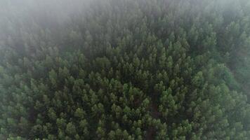 forêt dans le brouillard video