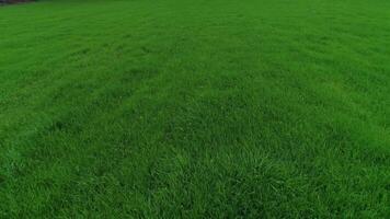 Green Grass Background video
