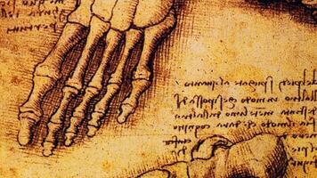 Leonardo da Vinci Anatomy Art Drawing video