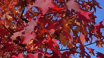 kleurrijke herfstbladeren video