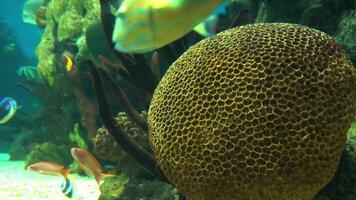 Tropical Coral Reef video