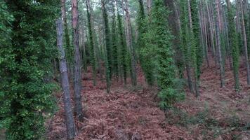 pinheiros na floresta video