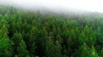 floresta de pinheiros de cima video