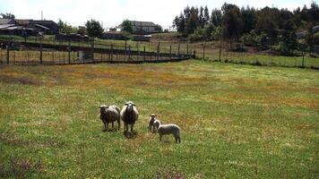 des moutons pâturage dans le champ video