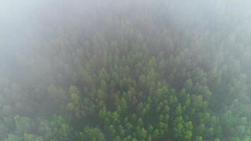 floresta de pinheiros de cima video