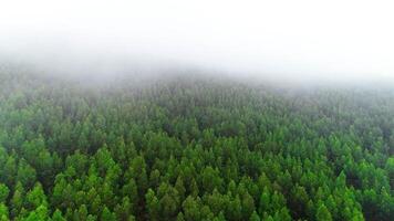 Pine tree forest from above video