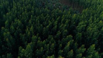 vôo sobre floresta árvores video