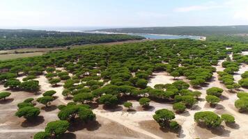 savane aérien vue video