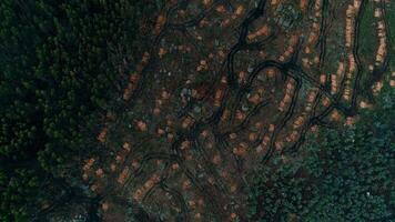 Deforestation Aerial View video