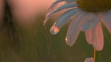 Close-up of chamomile on rainy sunny day. Creative. Beautiful raindrops falling on daisy in field. Chamomile in rays of setting sun in rain video