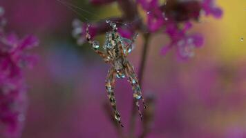 Spider on web with dew in summer meadow. Creative. Wild spider on web after rain in summer meadow. Sunny day in macro world of meadow video