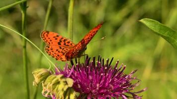 proche en haut de une papillon n le été vert prairie. créatif. petit magnifique Orange papillon sur une fleur sur une ensoleillé journée. video