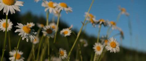 Beautiful daisies in meadow on clear sunny day. Creative. Close-up of bright meadow daisies on background of sunny day. Macrocosm among blooming summer daisies video