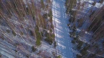 antenne top visie van een platteland landelijk sneeuw gedekt wit weg en de gemengd Woud. klem. leeg pad langs kaal en naald- bomen Aan een winter dag. video