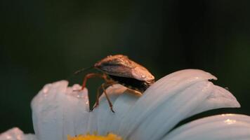 kamille met een klein kever Aan wit bloemblaadjes. creatief. dichtbij omhoog van mooi bloem met een insect Aan wazig groen gras achtergrond. video