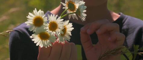 kind handen Holding madeliefjes in de veld. creatief. dichtbij omhoog van jongen Holding boeket van zomer bloemen met wit bloemblaadjes en geel knop. video