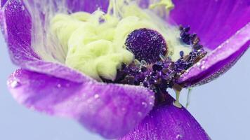 Close-up of beautiful flower in water with ink. Stock footage. Splash of ink with bright flower in water. Ink gently envelops bud under water video