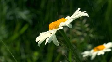 stänga upp av skön kamomill blommor under de sommar värma regn. kreativ. droppar av vatten faller på vit kronblad och gul knoppar av blommor. video