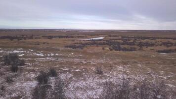 Spring forest. Clip. Frozen fields with small bushes and snow that has not yet melted around against a slightly gray sky. video