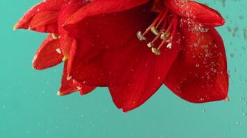 dichtbij omhoog van rood lelie bloem met helder sof bloemblaadjes ondergedompeld onderwater. voorraad filmmateriaal. mooi bloeiend bloem draaide zich om ondersteboven naar beneden geïsoleerd Aan turkoois achtergrond. video