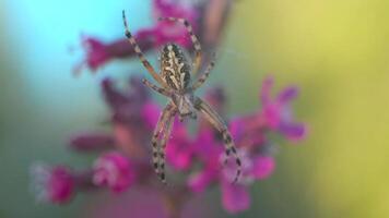makro se av en små Spindel med faller droppar av sommar regn. kreativ. Spindel insekt på dess webb på suddig blommig bakgrund. video