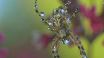 macro visie van een klein spin met druppels van water Aan haar lichaam. creatief. spin insect Aan haar web Aan wazig bloemen achtergrond. video