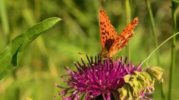 brillante mariposa en flor silvestre. creativo. hermosa vistoso mariposa en flor en verde campo. el belleza de mariposa en flor en soleado prado video