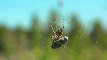 Spider with victim on web. Creative. Wild spider is preparing to eat prey caught in web. Wild world of macrocosm in summer meadow video