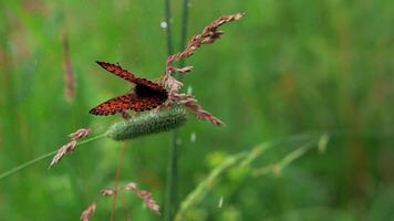 farfalla nel erba con spruzzi di acqua. creativo. bellissimo farfalla si siede su il orecchie nel verde erba. farfalla su sfondo di caduta acqua gocce video