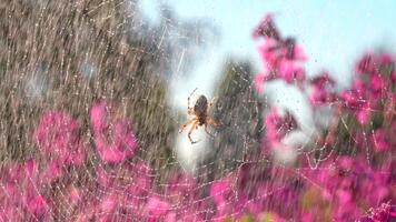 mooi spin Aan web in zomer regen. creatief. spin Aan web in bloeiend zomer weide gedurende regen. zomer regen Aan weide met spin en bloemen. macro wereld van weide video