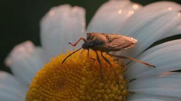 ein groß Käfer von dunkel Farbe Sitzung auf ein Blume. kreativ. ein groß Käfer Sitzung auf ein Gänseblümchen und langsam ziehen um entlang es im Nahansicht. video