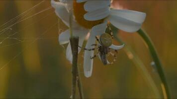 araña en margarita con web. creativo. de cerca de araña en prado flor en soleado día. araña con web en flor a puesta de sol. macrocosmo de prado criaturas video