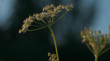 Close-up of grass with midges on sunny day. Creative. Midges flying at grass in meadow. Midges fly in sun in grass. Macrocosm of summer meadow video