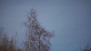 botten se av ett höst träd på kväll blå molnig himmel bakgrund. klämma. blåsigt väder med träd grenar svängande i de kväll. video