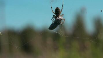 schließen oben von ein Spinne und seine Opfer gefangen im ein Netz auf verschwommen Grün Hintergrund. kreativ. wild Natur Konzept, Fütterung von ein Insekt. video