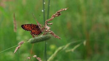 vlinder in gras met spatten van water. creatief. mooi vlinder zit Aan de oren in groen gras. vlinder Aan achtergrond van vallend water druppels video