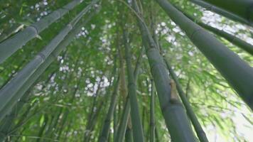 A huge green forest with long trees.Action. Bright long thin trees stretching to the top in a green tropical forest on a bright sky. video