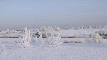 toneel- sneeuw veld- in winter, bevroren natuur. creatief. winter landschap met ijzig struiken in de zonnig ochtend, rustig winter natuur in zonlicht. video