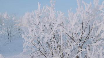 magnifique hiver forêt dans gel sur ensoleillé journée. créatif. Blanc comme neige couverture de nettoyer forêt sur hiver journée. des arbres dans forêt couvert avec gel sur glacial hiver journée video